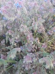 Borago officinalis