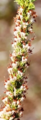 Erica imbricata