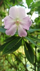 Impatiens sodenii