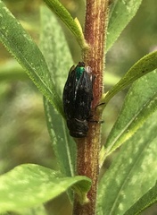 Chrysobothris