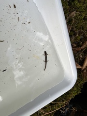 Caudata