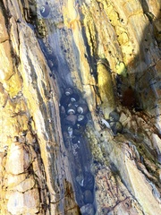 Littorina subrotundata