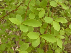 Olearia fragrantissima