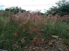 Melinis repens