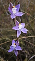 Thelymitra