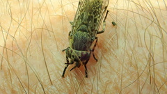 Haematopota pluvialis