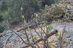 Vasconcellea candicans