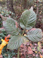 Rubus pensilvanicus