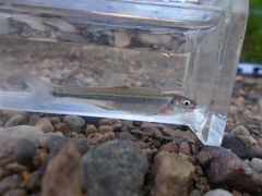 Notropis rubellus