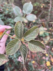 Rubus pensilvanicus
