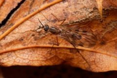 Sylvicola