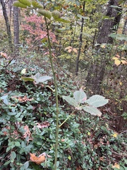 Rubus pensilvanicus