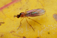 Empidoidea