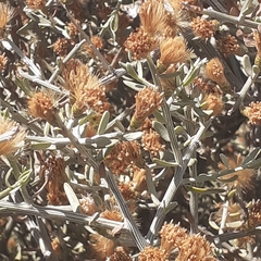 Cyclolepis genistoides