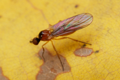 Empidoidea