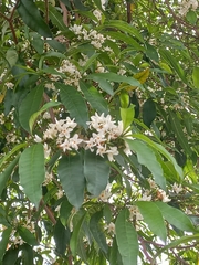 Tabernaemontana catharinensis