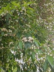 Tabernaemontana catharinensis