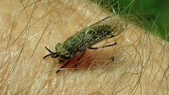 Haematopota pluvialis