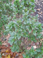 Acanthospermum hispidum