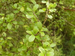 Coprosma wallii