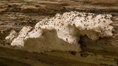 Neoantrodia serialis