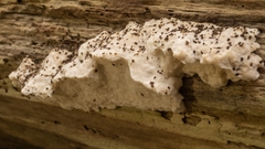 Neoantrodia serialis