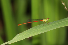 Ceriagrion aeruginosum