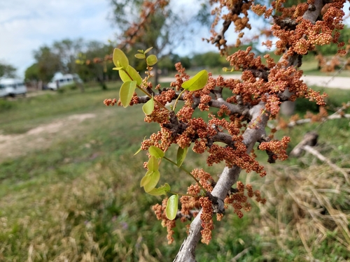 Phyllanthus chacoensis