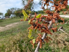 Phyllanthus chacoensis