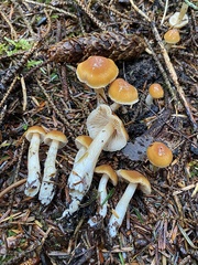 Cortinarius causticus