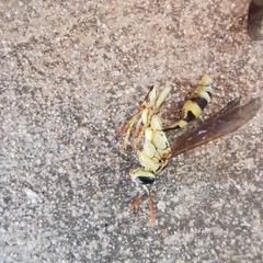 Mischocyttarus basimacula