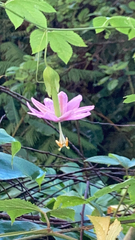 Passiflora tarminiana