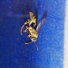 Mischocyttarus basimacula