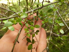 Coprosma pedicellata