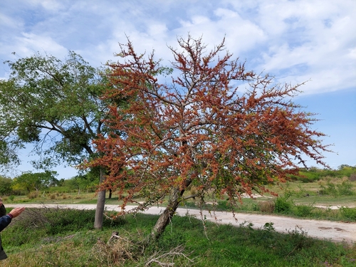 Phyllanthus chacoensis, photograph 1