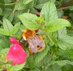 Bombus pascuorum