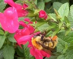 Bombus pascuorum