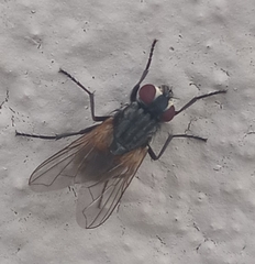 Musca domestica
