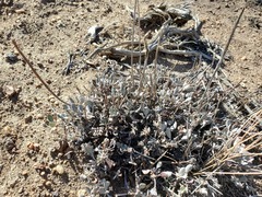 Eriogonum ovalifolium