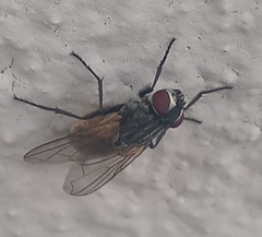 Musca domestica