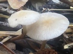 Strobilurus trullisatus