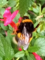 Bombus
