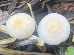 Strobilurus trullisatus