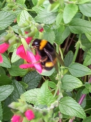 Bombus