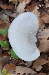 Clitocybe nebularis