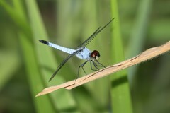 Brachydiplax denticauda