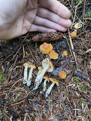 Cortinarius causticus