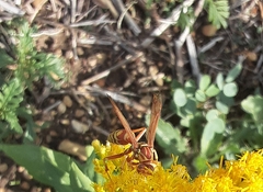 Polistes apachus