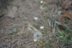 Hypochaeris albiflora