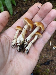 Cortinarius causticus